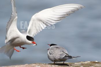 EA348008, Eastpress, Porvoo, Finland
